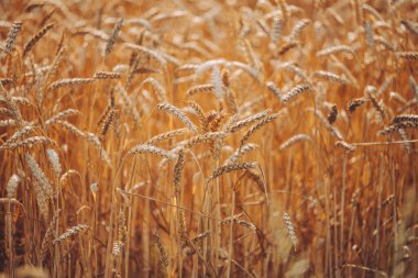 Beyaz arkaplanı olan altın buğday tarlası, yakın plan