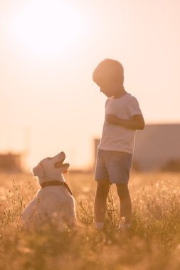Genç çocuk çocuk eğitim Golden Retriever yavru köpek güneşli çayırda