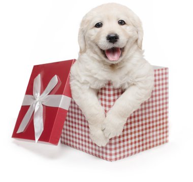 Beyaz Golden Retriever köpek yavrusu hediye kutusu mevcut sürpriz / Labrador