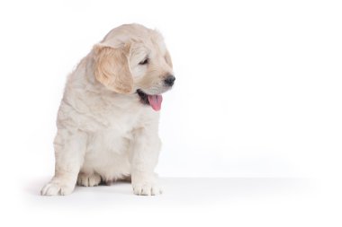 Golden retriever yavru