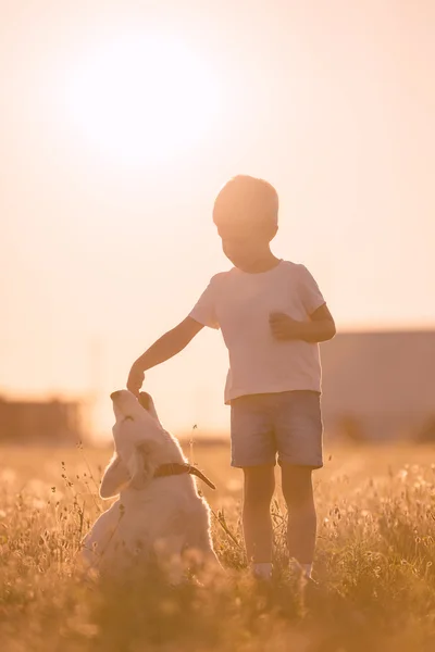 Genç çocuk çocuk eğitim Golden Retriever yavru köpek güneşli çayırda — Stok fotoğraf