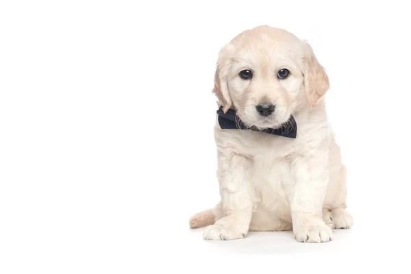 Cachorros Golden retriever — Foto de Stock