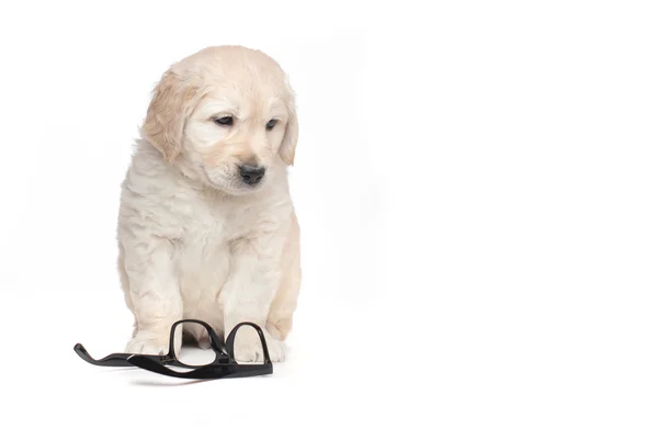 Triste Confuso Golden Retriever Filhote de cachorro — Fotografia de Stock