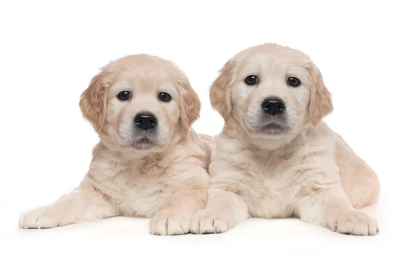Cachorros gemelos Golden Retriever —  Fotos de Stock
