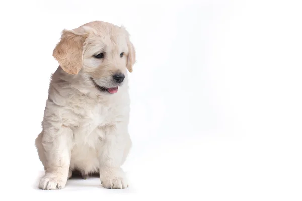 Filhotes Golden retriever — Fotografia de Stock