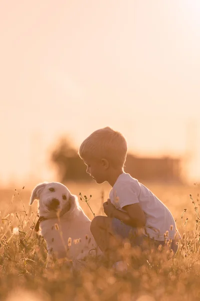 Junge trainiert Golden-Retriever-Welpe auf Wiese an sonnigem Tag — Stockfoto