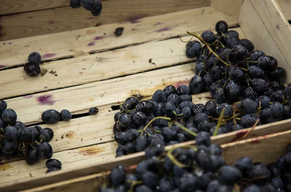 Satılık Mağaza raf üzüm