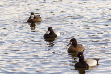 Büyük Scaup veya Bluebill