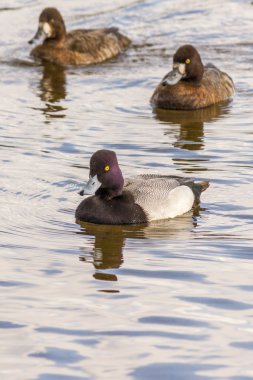 Büyük Scaup veya Bluebill