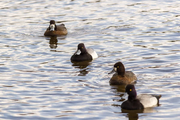 Greater Scaup или Bluebill — стоковое фото