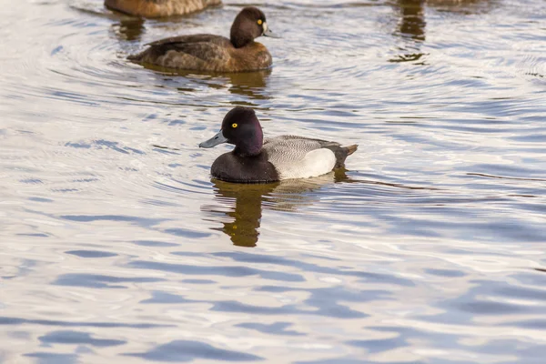 Greater Scaup или Bluebill — стоковое фото