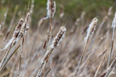 Eski kuru reed, doğa alanı