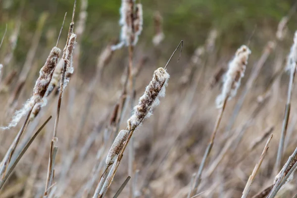 Eski kuru reed, doğa alanı