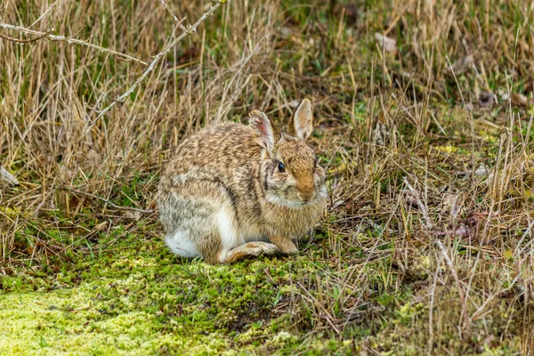 Lapin sauvage dans la nature — Photo