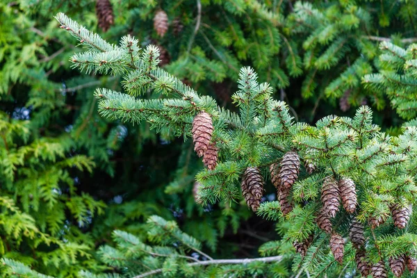 Spruce tree with cones — Stock Photo, Image