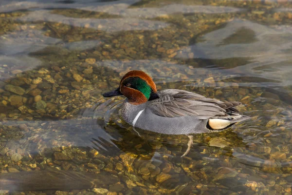 Yeşil kanatlı deniz mavisi