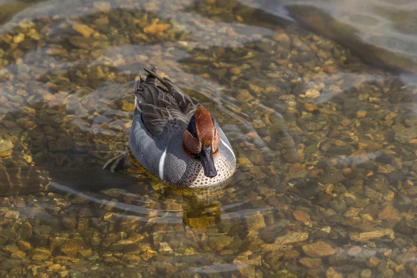 Yeşil kanatlı deniz mavisi