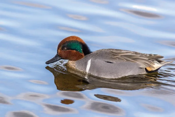 Yeşil kanatlı deniz mavisi