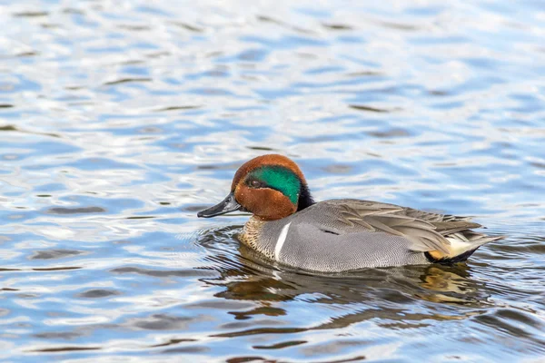 Yeşil kanatlı deniz mavisi