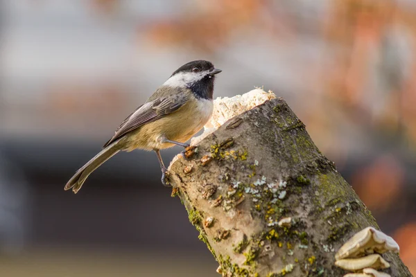 Carolina Chickadee on a perch in spring — Stock Photo, Image