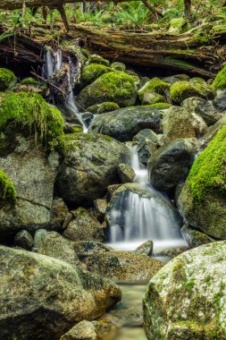 Cascades Ormandaki küçük Creek