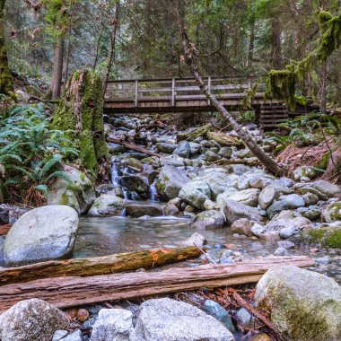 Cascades Ormandaki küçük Creek