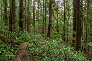 Yeşil ormandaki ağaçlar