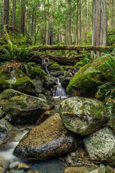 Cascades Ormandaki küçük Creek