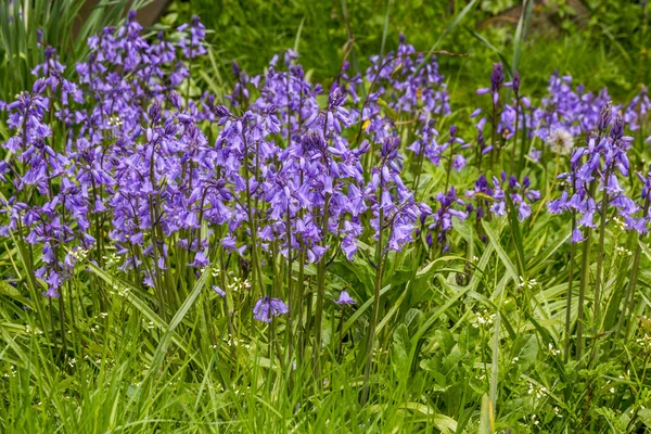 Blaue Blumen blühen im Frühlingsgarten — Stockfoto