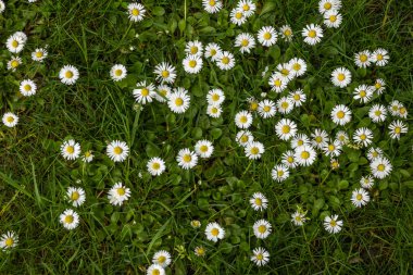 Beyaz ve yeşil papatya çiçek arka plan