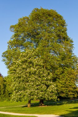 Çiçek açması beyaz kestane ağacı