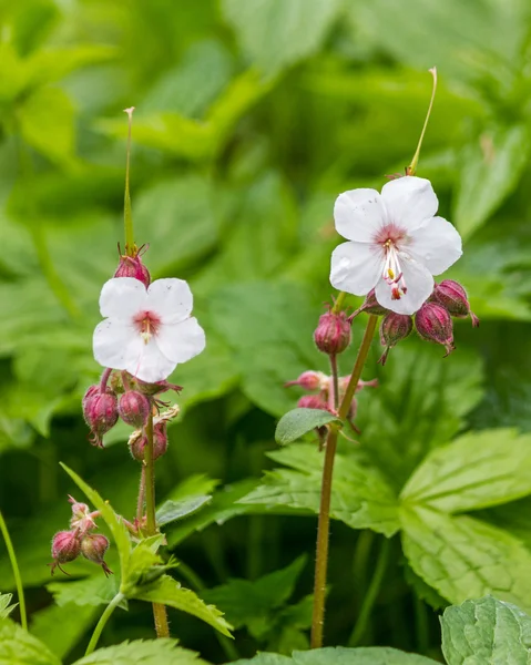 Kleine weiße Blüten, Nahaufnahme — Stockfoto