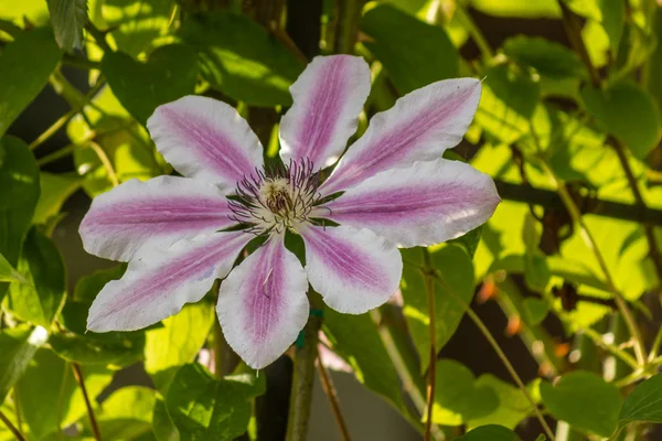 Clematis kwiat duże zbliżenie — Zdjęcie stockowe