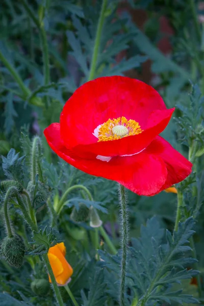 Rote Mohnblume im Garten — Stockfoto