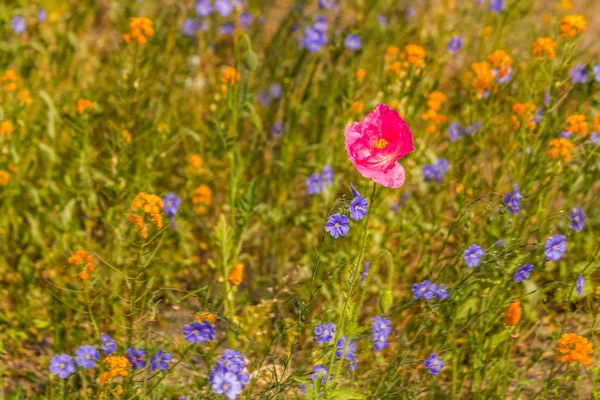 Flor de amapola roja en el jardín — Foto de Stock