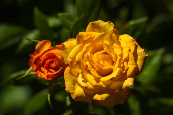 Rosas amarillas. Trae la amistad que compartes el purista de colores — Foto de Stock