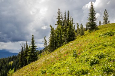 Alpine meadows Manning park Kanada sahne yaz aylarında