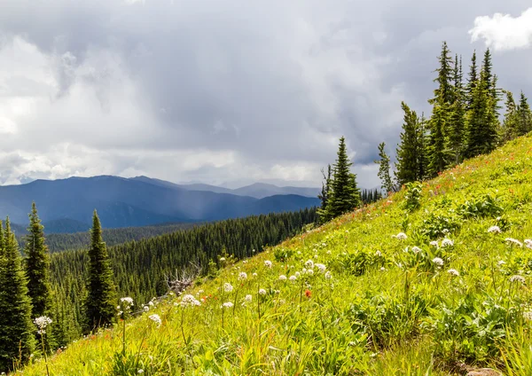 Prairies alpines Parc Manning Paysage canadien en été — Photo