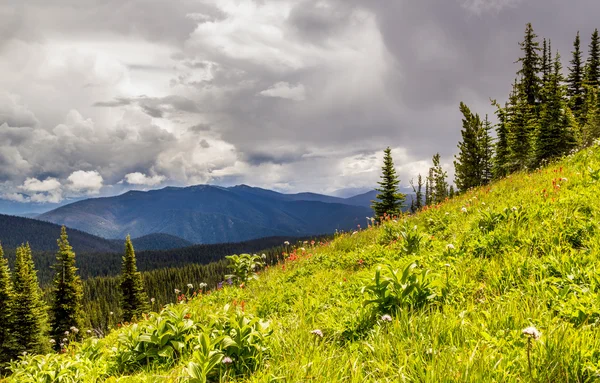 Prairies alpines Parc Manning Paysage canadien en été — Photo