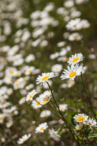 Flor branca ou comum de Daisy Bellis Perennis — Fotografia de Stock