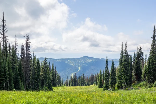 Beautiful view of the Alpine meados at Sun Peaks — Stock Photo, Image