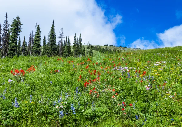 Beautiful view of the Alpine meados at Sun Peaks — Stock Photo, Image