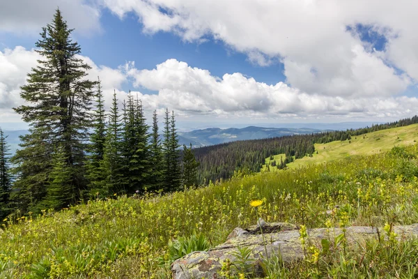 Beautiful view of the Alpine meados at Sun Peaks — Stock Photo, Image