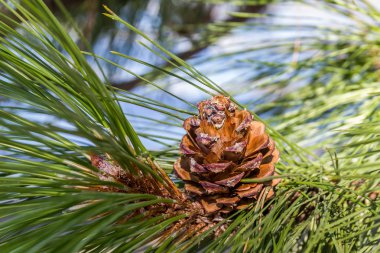 Güzel renk çam kozalağı yeşil dallar