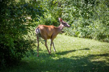 Katır geyiği Buck ayakta çalıların arasında güneş ışığı altında