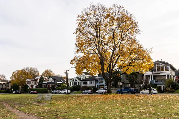 VANCOUVER, CANADA - NOVEMBER 21, 2020: Herfst in straatbeeld met grote gele boom en witte lucht — Stockfoto