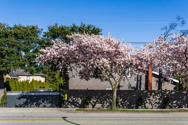 Richmond Canada April 2020 Uitzicht Straat Lente Kersenbloesem Seizoen Zonnige — Stockfoto