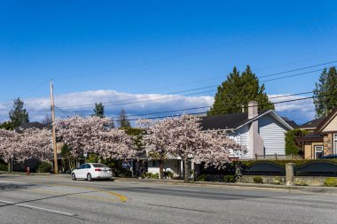 RICHMOND, CANADA - HAZİRAN 05, 2020: İlkbahar kiraz çiçekleri mevsiminde şehir manzarası güneşli bahar gününde çiçek açan güzellik.