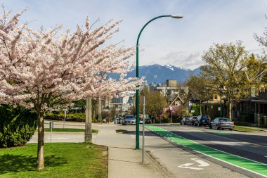 VANCOUVER, CANADA - 06 Nisan 2020: Spring City caddesinde taze pembe çiçekli kiraz ağaçları.