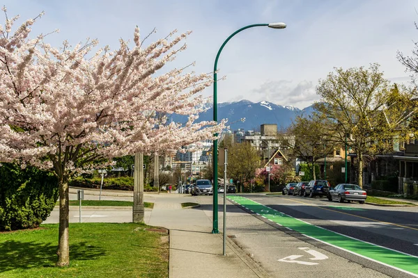 Vancouver Kanada April 2020 Kirschbäume Mit Frischen Rosafarbenen Blüten Der — Stockfoto